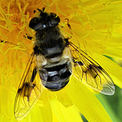 Eristalis alpina
